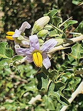 Fleur de Solanum arundo (en) à Meru (Kenya) en octobre 2020.