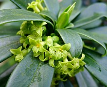 Daphne laureola