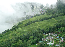 A huge field of tea with a cluster of buildings
