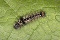 Acronicta rumicis