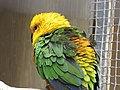 Jenday conure