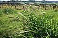 Wild barley swaying in the wind