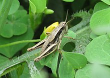 Bogotacris varicolor