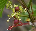 Cissus woodrowii in Keesara