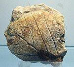 Fossil från Credneria triacuminata.