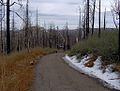 Burned forest on the lower slopes of Cuyamaca.