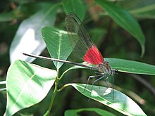 Archineura incarnata