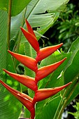 Heliconia foreroi