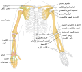 Human arm bones diagram