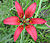 Western red lily