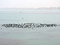 Migratory birds at Ropar Wetland -January 2018