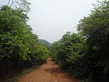 Fotografía de un camino forestal