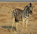 a zebra