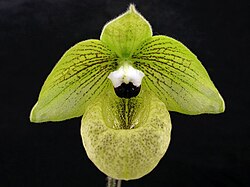 Paphiopedilum malipoense