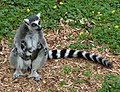 Une femelle lémur catta allaitant ses jumeaux nés quelques heures auparavant au Zoo de Colchester.