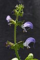 Salvia algeriensis