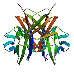 Структура человеческого CD4.[1]