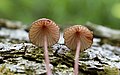 Purpurschneidiger Blut-Helmling (Mycena sanguinolenta)