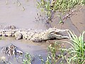 Krokodíl dlhohlavý (Crocodylus acutus)