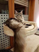 Black Silver Tabby 7 months old male Maine Coon