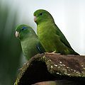 Spectacled parrotlet (Forpus conspicillatus)
