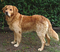 Oro scuro Golden Retriever