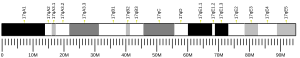 Chromosome 17 (souris)