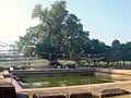 Pohon Bodhi dan kolam di Lumbini