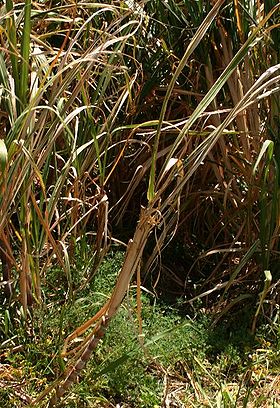 Sukkerrør fotograferet ved sukkermøllen i Porto da Cruz, Madeira.