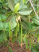 Fruits avec leur radicule, à Hawaï.