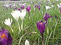 Fehér és lila sáfrányok (Crocus sp.)