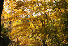 Photo prise à la mi-hauteur d'arbres aux branches traversant des feuillages serrés et abondants constellés de feuilles jaunies.