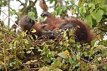 Pongo pygmaeus nel proprio nido