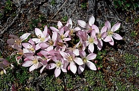 Gentianella cerastioides (Enziangewächs)[10]