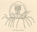 Illustrazione di Turritopsis nutricula, nota comunemente come "medusa immortale"