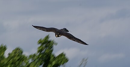 Photographie en couleurs d'un rapace en plein vol et au plumage noir.