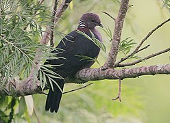 Columba torringtoni