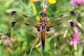 Libellula quadrimaculata (Libellulidae)