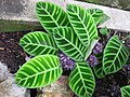 Calathea zebrina var. humilior