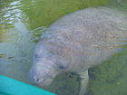 West Indian manatee