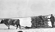 Stone-boat che trasporta legna da ardere, 1921.