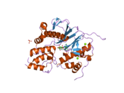 2cg5: STRUCTURE OF AMINOADIPATE-SEMIALDEHYDE DEHYDROGENASE-PHOSPHOPANTETHEINYL TRANSFERASE IN COMPLEX WITH CYTOSOLIC ACYL CARRIER PROTEIN AND COENZYME A