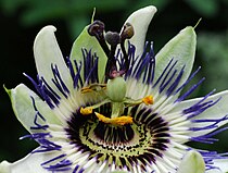 Passiflora caerulea avec styles dressés