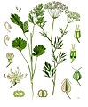 Pimpinella anisum L.