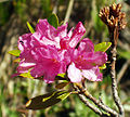 Rododendron ruginiu (Rhododendron ferrugineum)