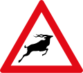 Wild animals ahead