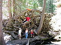 Système racinaire de sequoia géant.