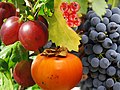 Four fruits that are true berries, shown larger than they are. Clockwise from right: grapes, persimmon, red gooseberries, red currants (top)