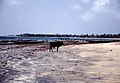 Na spiagia in Gambia