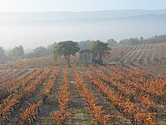 Une vue rare, le vignoble de l'AOC ventoux à Goult dans la brume automnale.